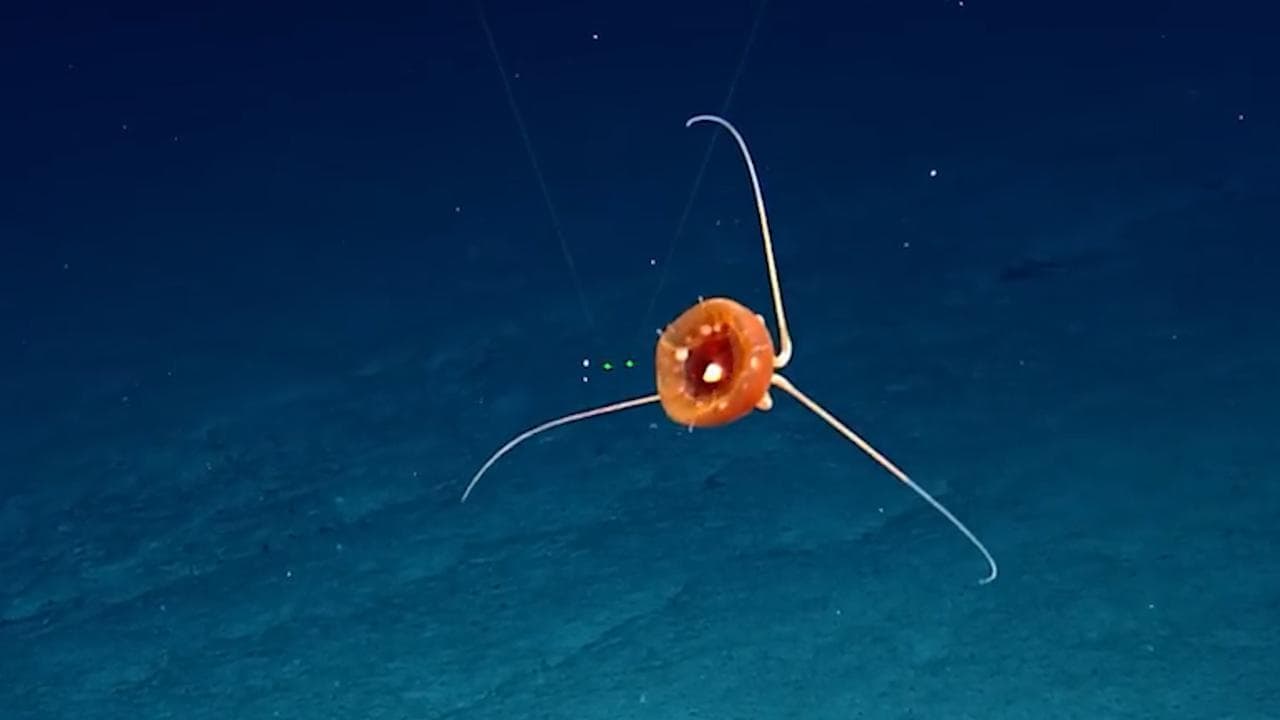 L'avvistamento a 1400 metri di profondità che ha lasciato stupiti gli scienziati: "Wow, guardate"