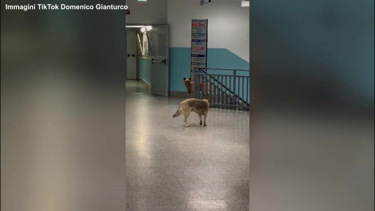 Lamezia Terme, la denuncia del consigliere: "Cani randagi nei reparti dell'ospedale"