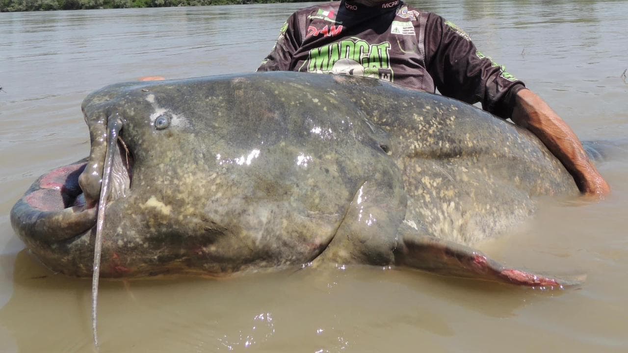 Catturato nel Po il "mostro" ricercato da 23 anni: la pesca è da record