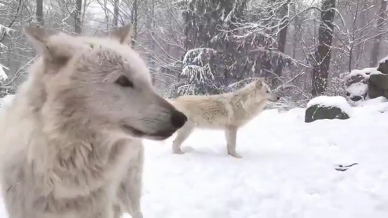 Imbiancato lo stato di New York, e i lupi giocano nella neve