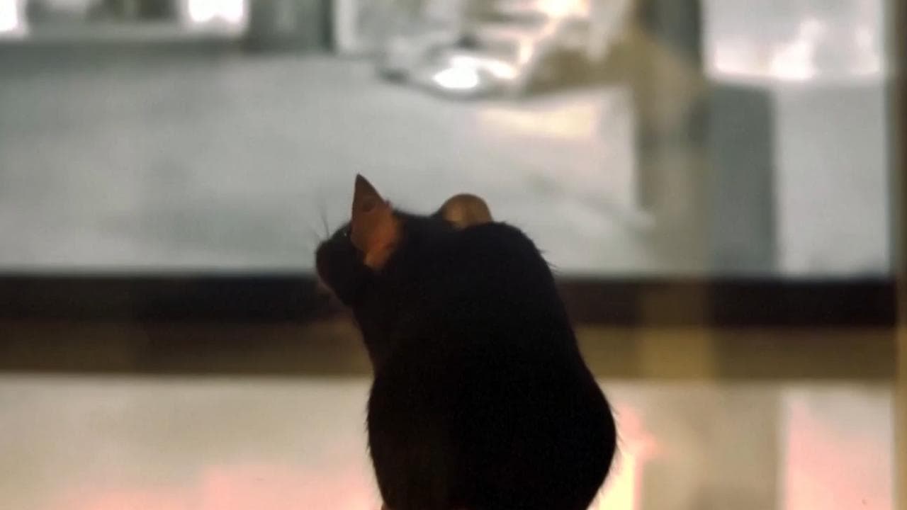 Il film "visto" con gli occhi di un topo: così il cervello del roditore interpreta le immagini