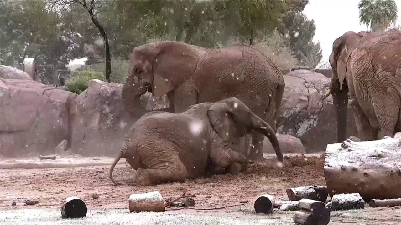 Stati Uniti, in uno zoo in Arizona cuccioli di elefanti giocano sotto la neve