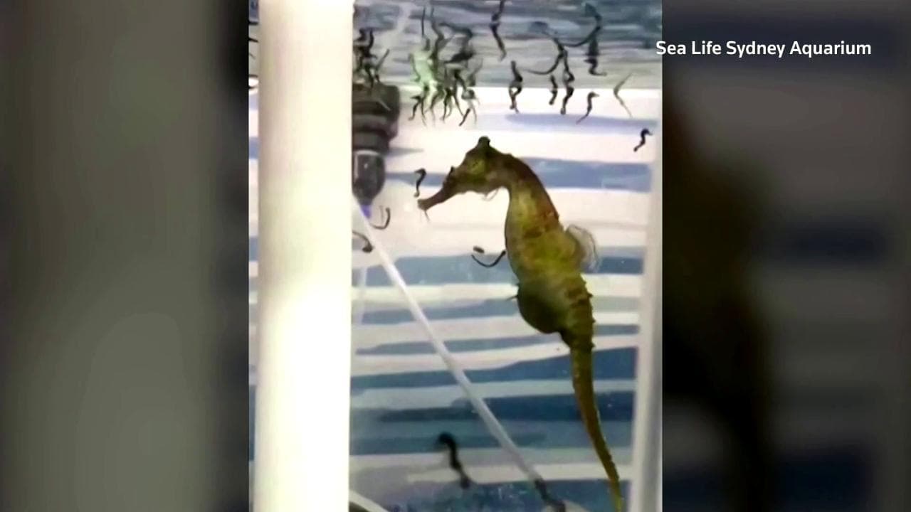Baby boom all'acquario di Sydney: il 'parto maschile' del cavalluccio marino ripreso dalle telecamere