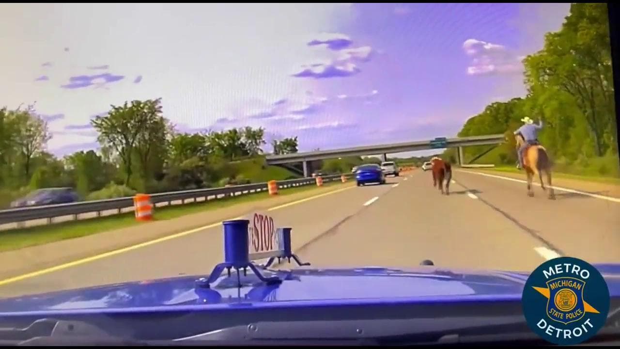 Michigan, cowboy tenta di catturare con il lazo la mucca in fuga sull'autostrada
