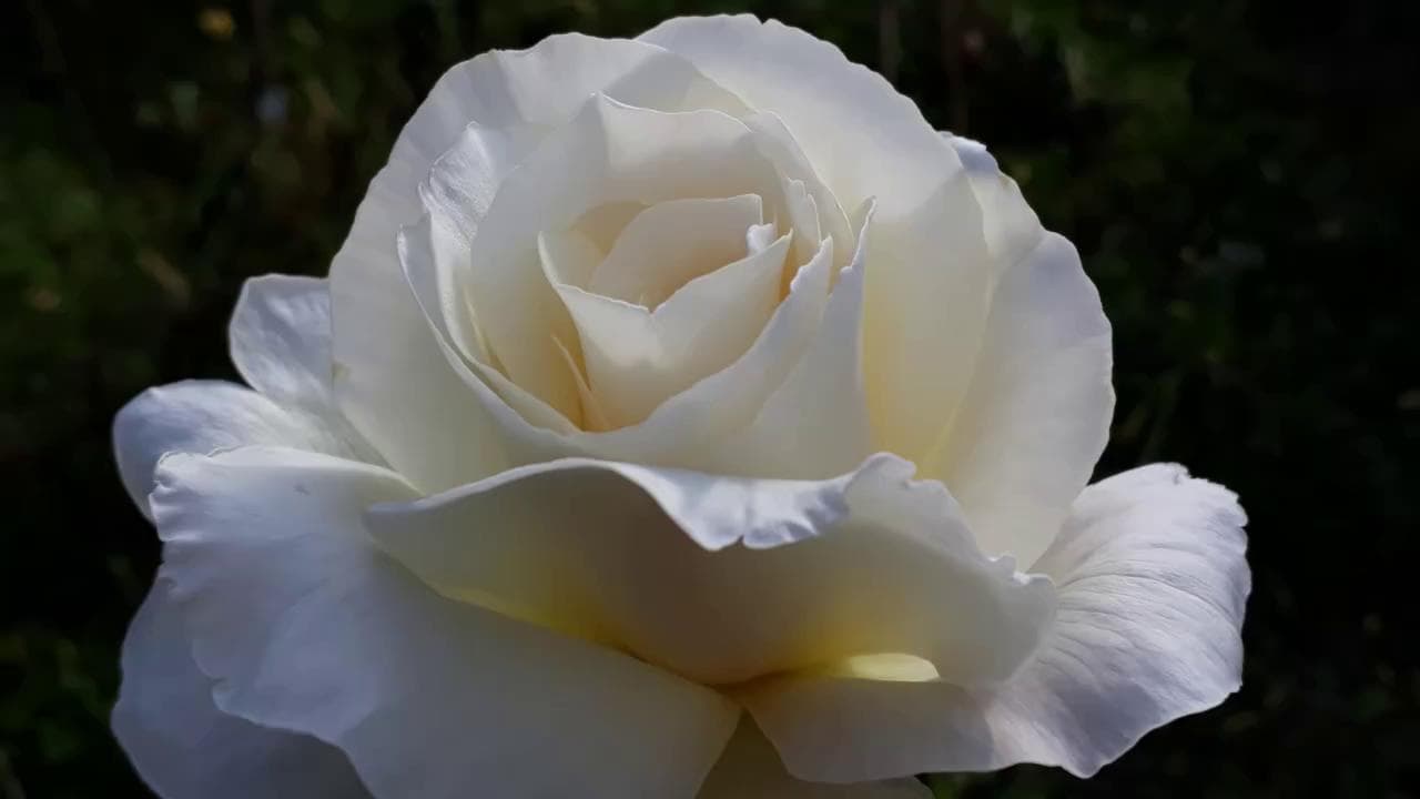 La Rosa di Trieste rispunta a sorpresa dopo un secolo