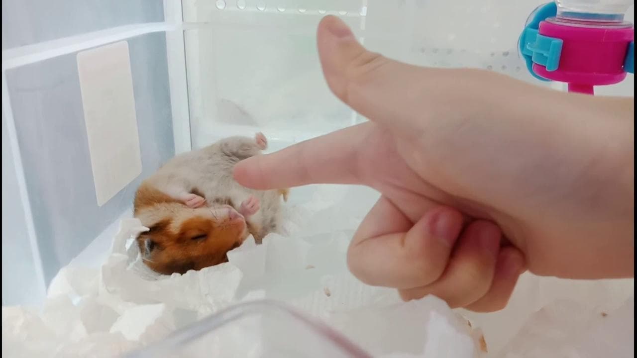 Taiwan, la recita adorabile del criceto: fingono di sparargli, reagisce da attore consumato