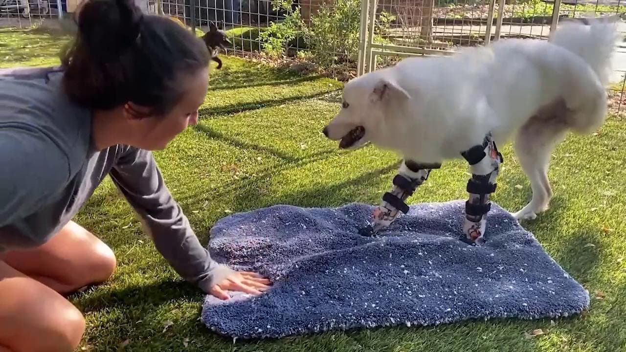 La reazione del cane che può camminare per la prima volta