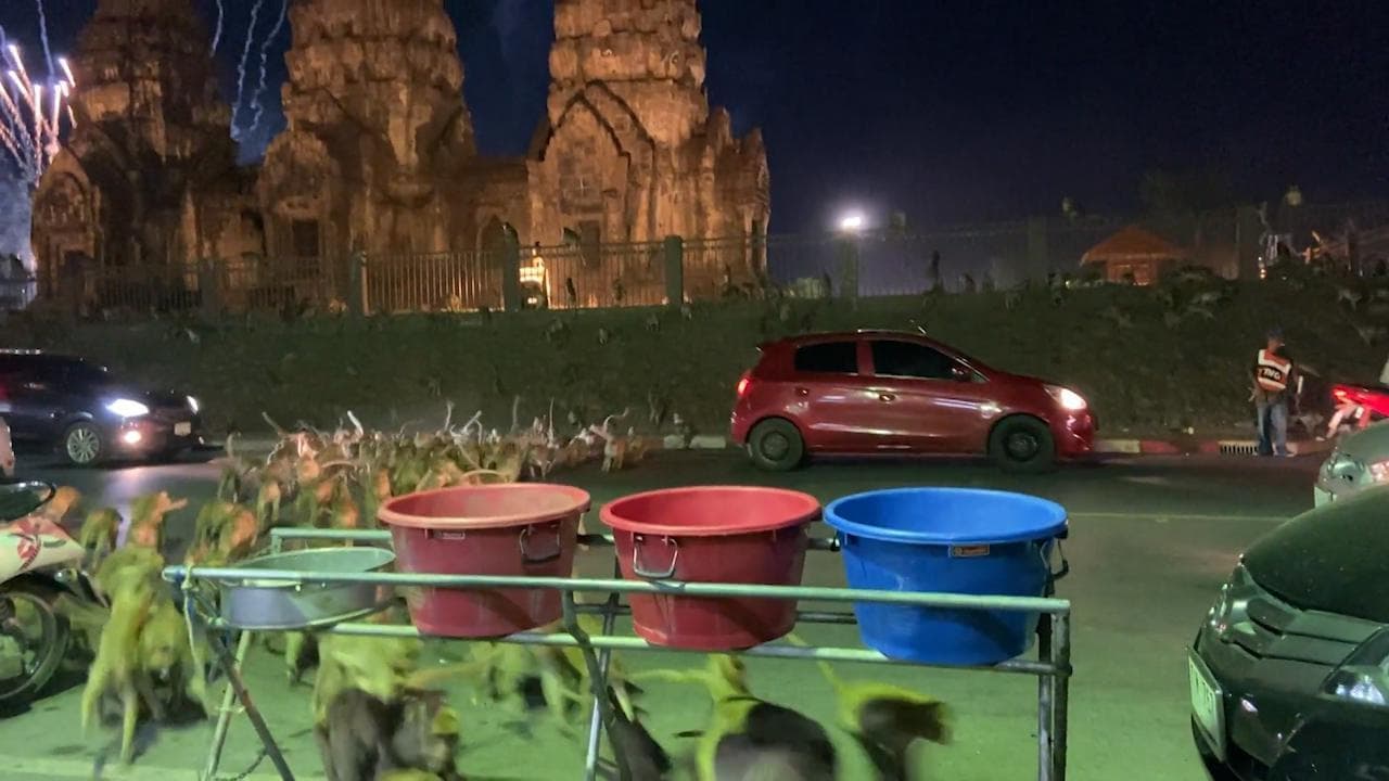 Thailandia, i fuochi d'artificio spaventano le scimmie: gli animali fuggono in strada terrorizzati