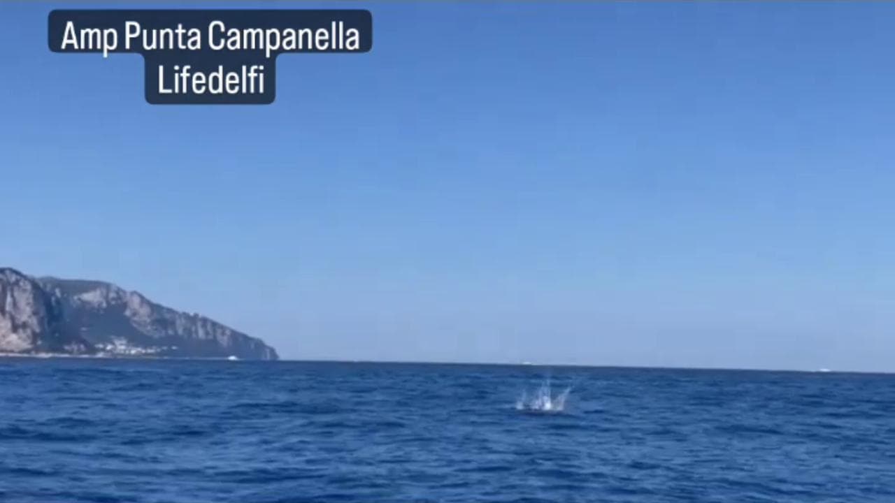 Il gioco dei delfini tra Punta Campanella e Capri