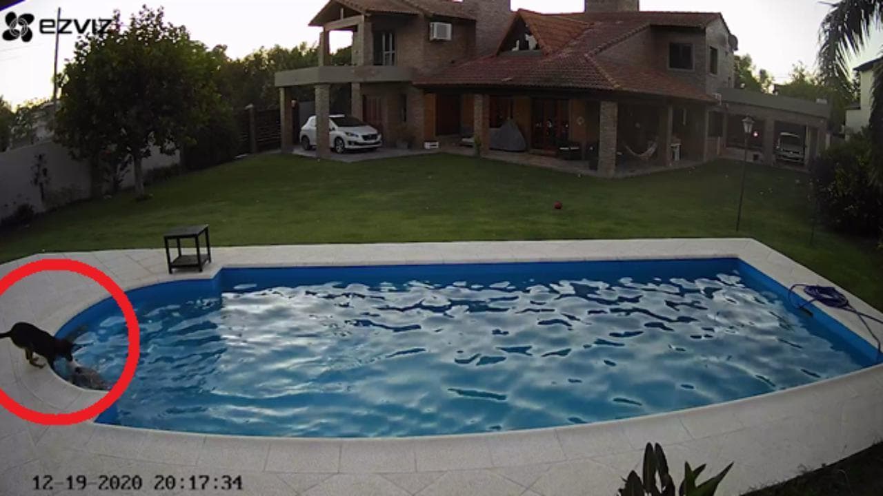La pitbull cieca cade in piscina: a salvarla arriva un'amica speciale