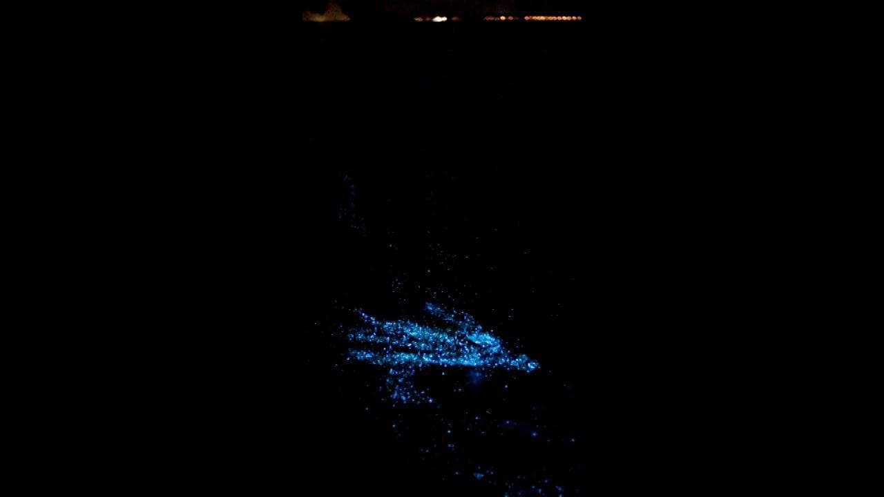 Maldive, il mare si illumina nella notte: lo spettacolo della bioluminescenza