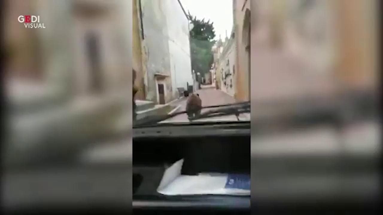 Chieti, inseguimento nel cimitero: un'automobile rincorre un cinghiale a tutta velocità