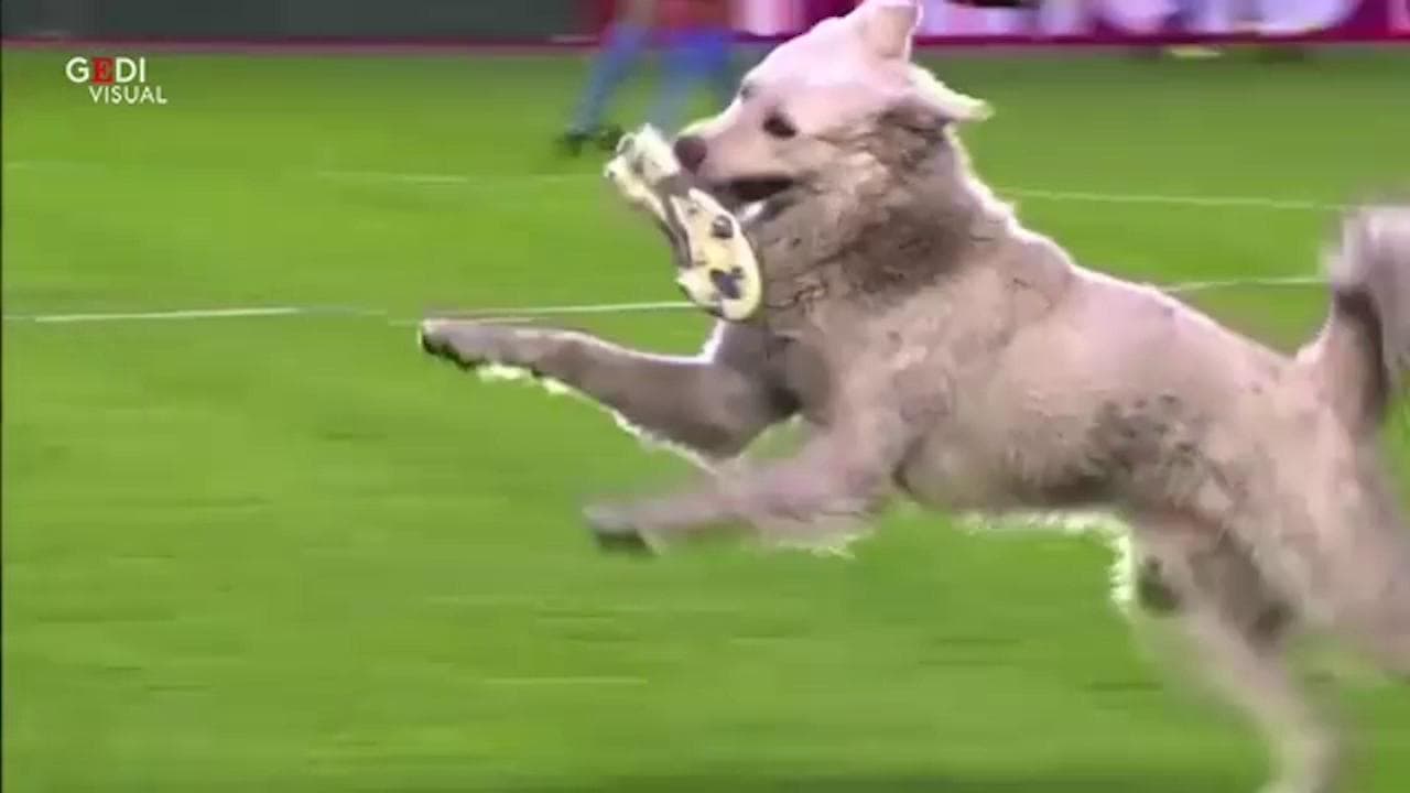Bolivia, l'invasore è un ladro di scarpini: il cane entra in campo e 'deruba' il calciatore