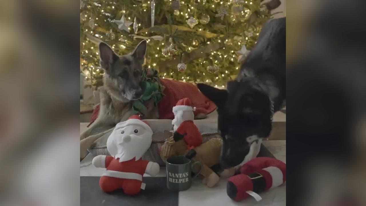 Stati Uniti, il presidente Biden fa gli auguri di Natale con un video dei suoi cani, Champ e Major