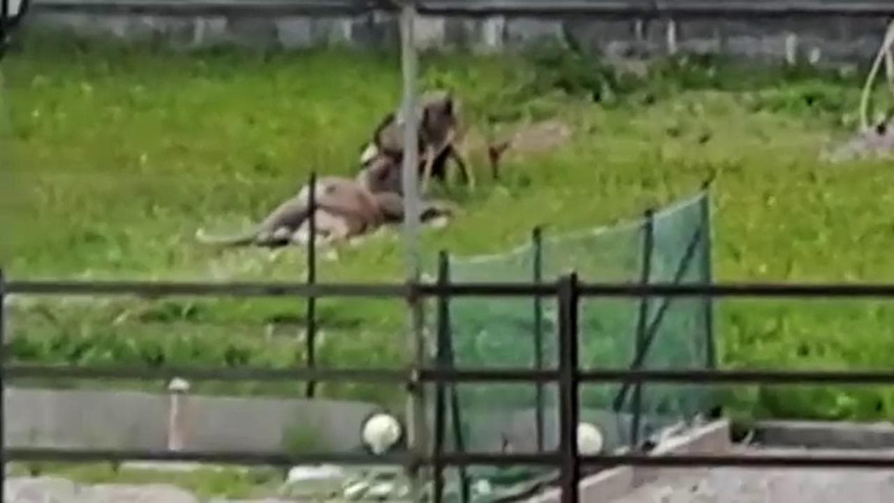 Auronzo, Belluno: il lupo sbrana un cervo nel giardino di un hotel