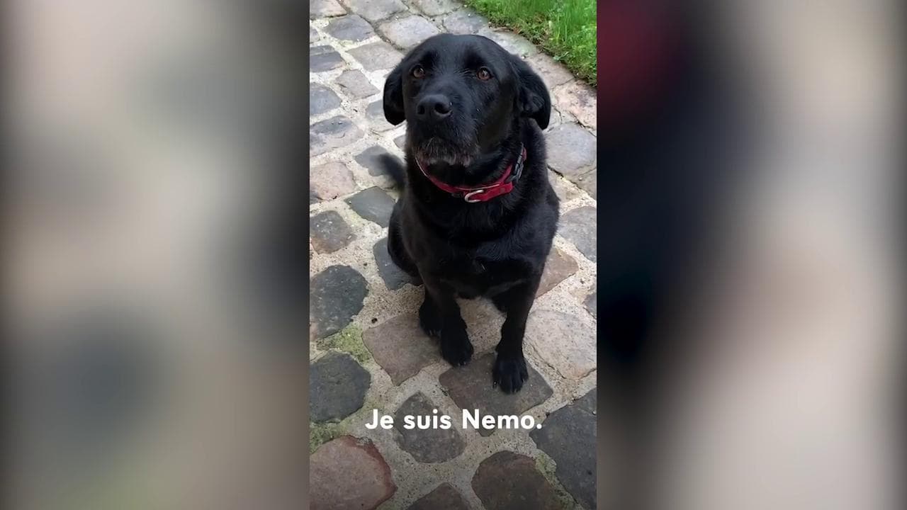 Francia, per la campagna contro l'abbandono ecco Nemo, il cane del presidente Macron