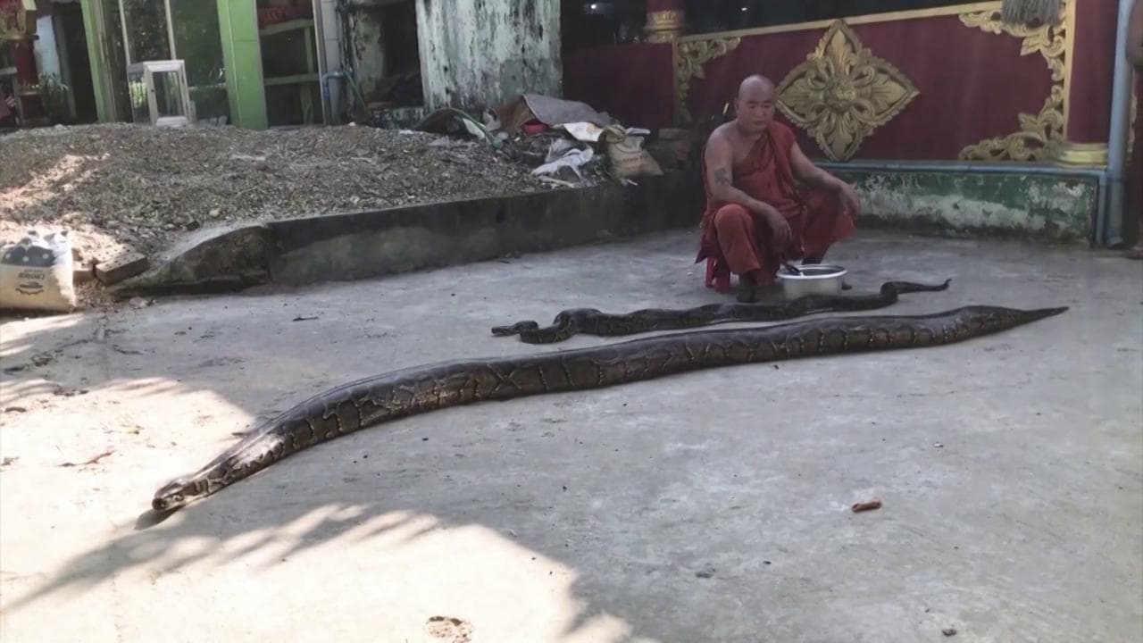 Myanmar, il monaco buddhista che salva i serpenti destinati al mercato nero