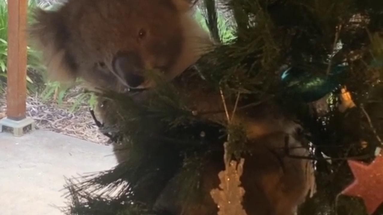 Australia, la sorpresa di Natale: spunta un vero koala  tra gli addobbi delll'albero