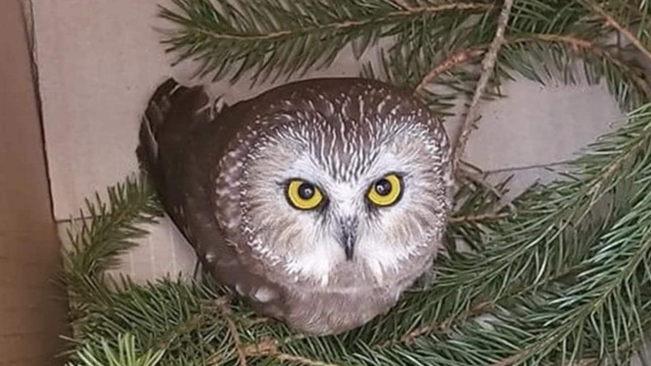 New York, nell'albero di Natale del Rockefeller center c'era un piccolo gufo: ora è tornato libero