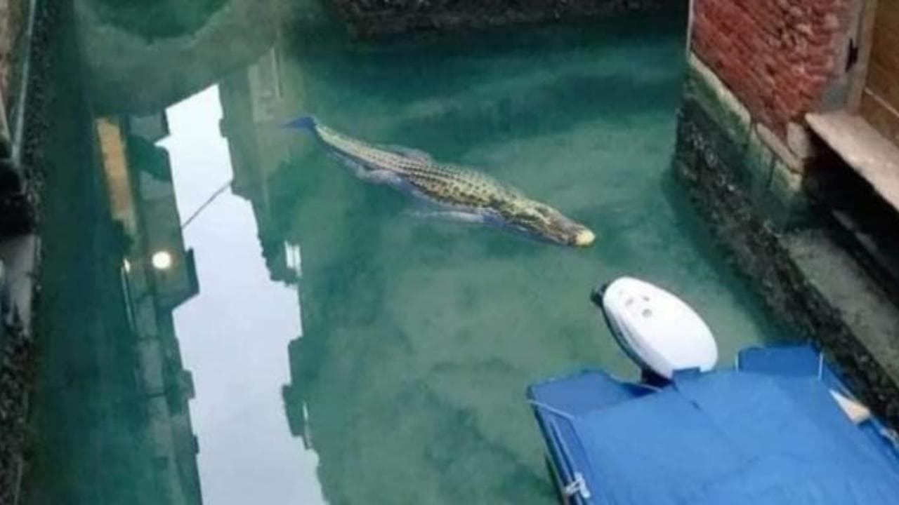 Scontro diplomatico Australia-Cina per una foto falsa: ecco i fake più famosi del passato