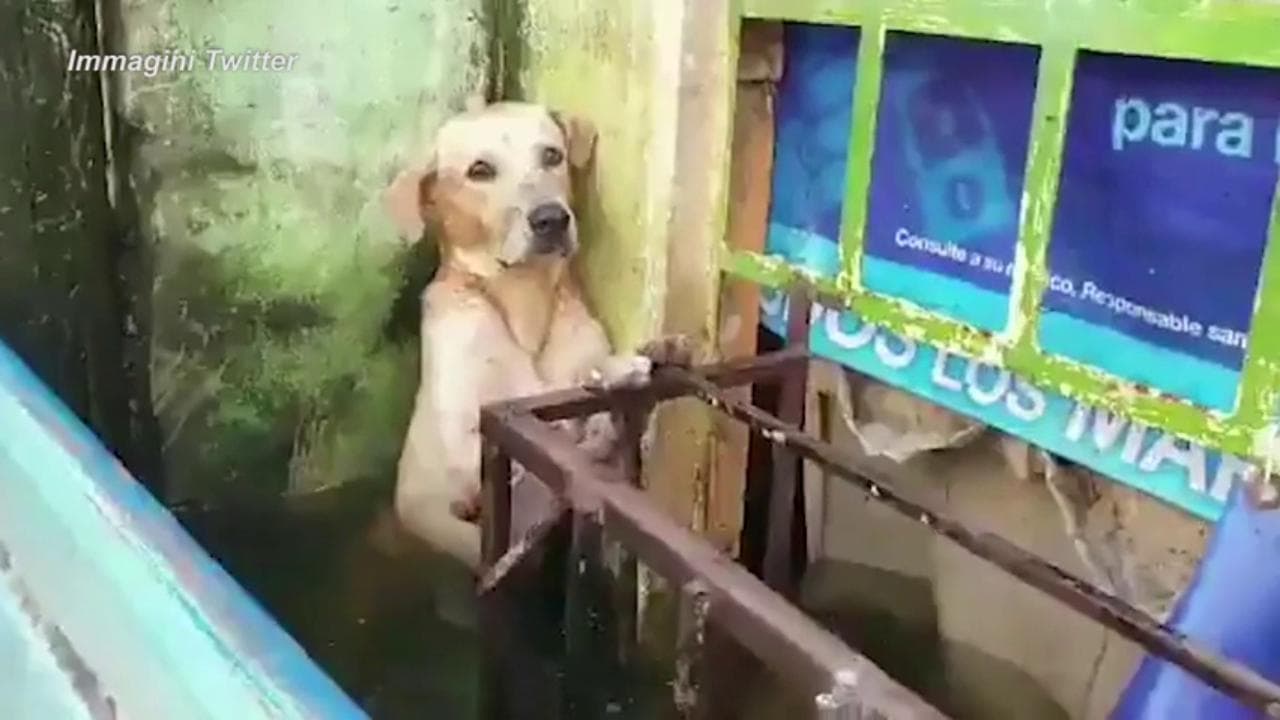Il cane che ha commosso il Messico: si salva dall'alluvione aggrappato a una ringhiera