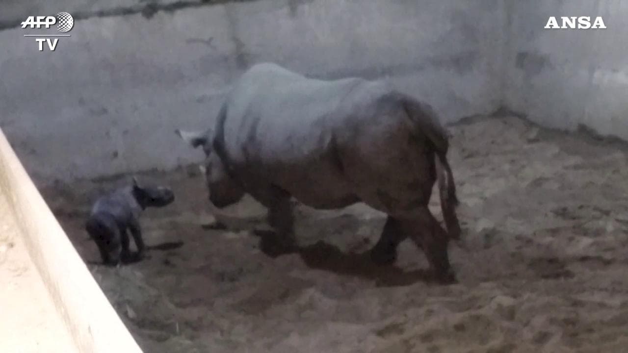 Allo zoo di Chester l'emozionante nascita della cucciola di rinoceronte nero, esemplare a rischio di estinzione