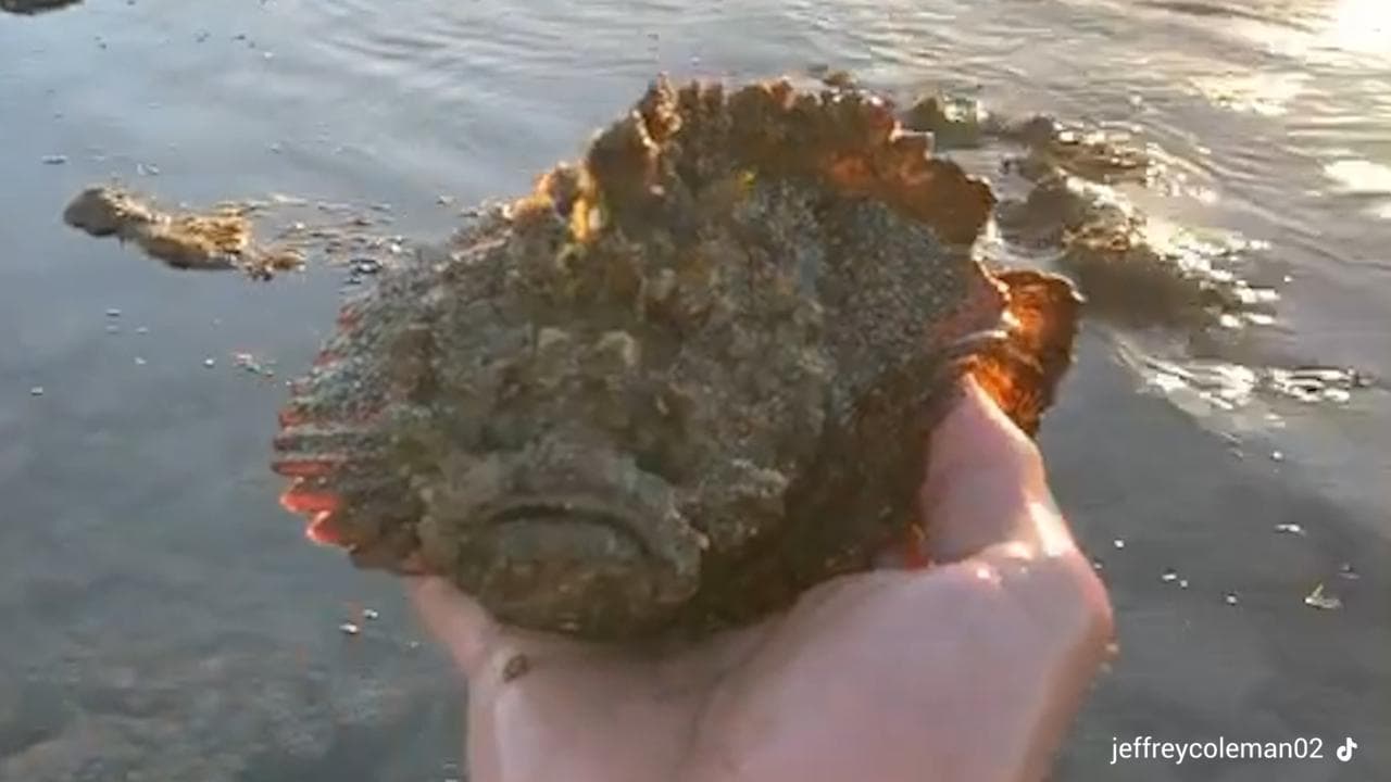 Australia, raccoglie a mani nude un pesce pietra per fare un video su TikTok: è il più velenoso al mondo