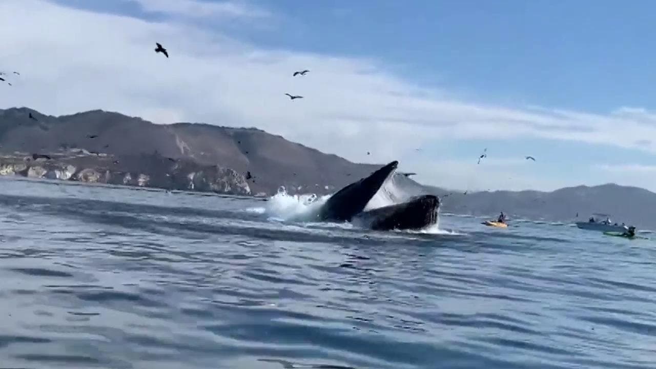 California, due ragazze finiscono nella bocca della balena