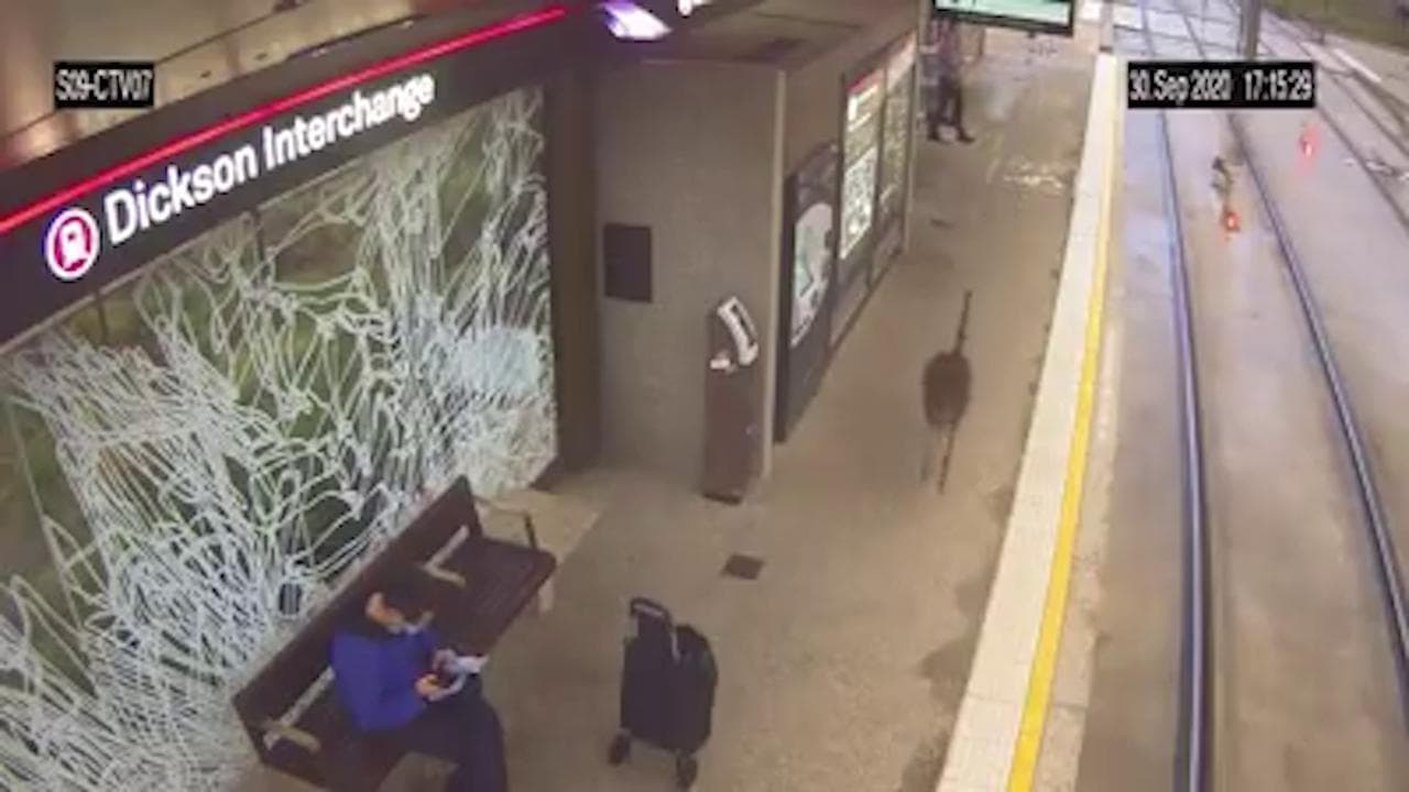 Australia, il canguro corre alla fermata della metropolitana. Ma non per prendere il treno