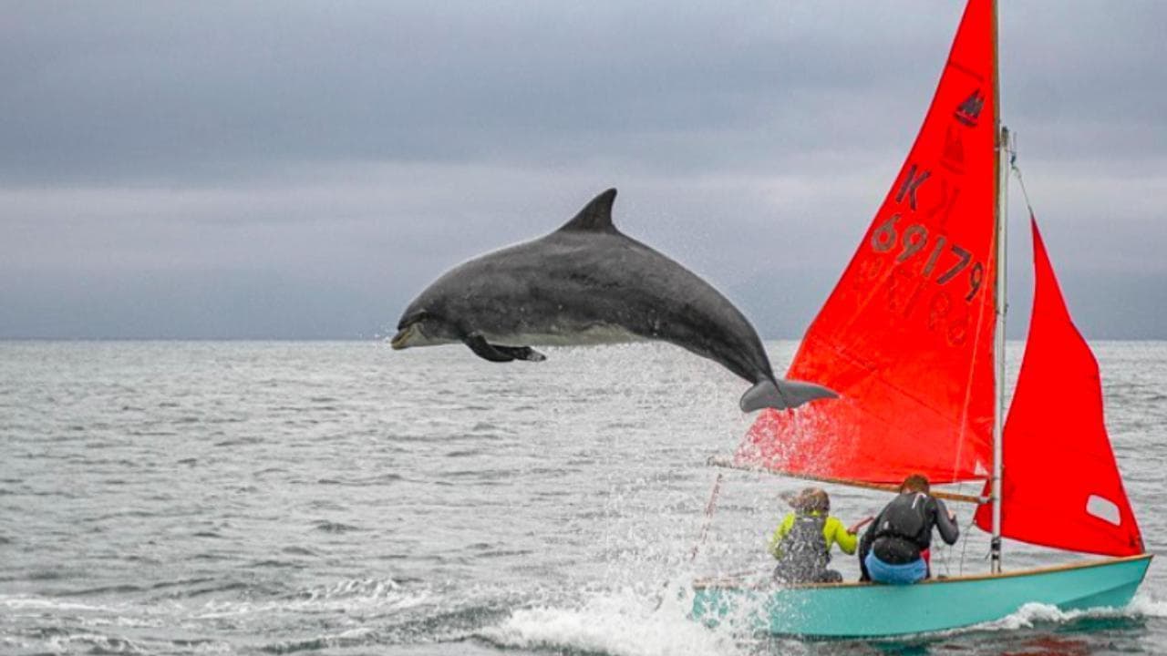 Alla ricerca di Fungie: scomparso il delfino star dell'Irlanda, viveva nel porto di Dingle da 37 anni
