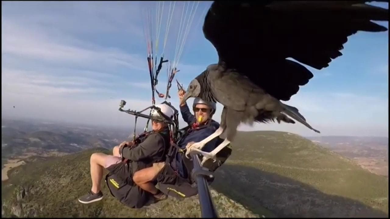 Un avvoltoio si posa sul parapendio in volo: le immagini sono spettacolari