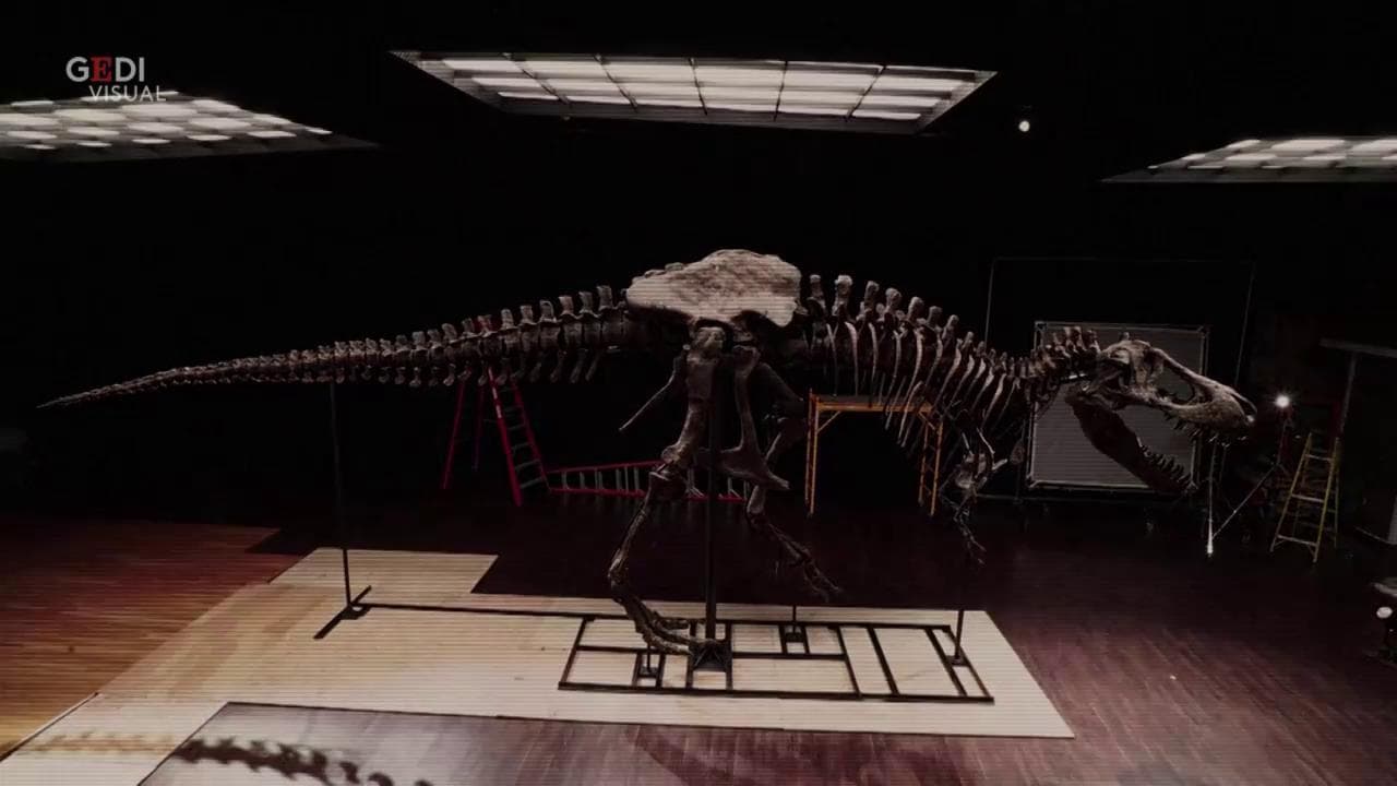 Asta record a New York: Stan, il T-Rex, venduto per 31,8 milioni di dollari