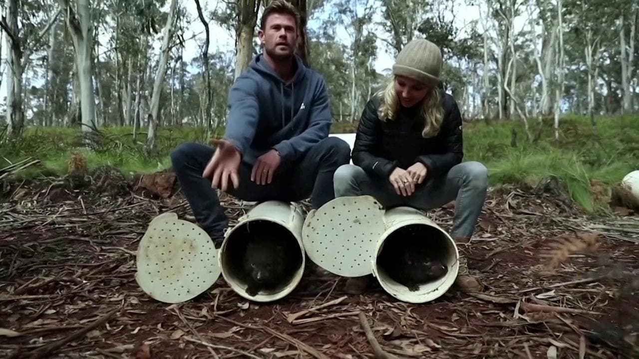 Australia, Chris Hemsworth aiuta a riportare i diavoli della Tasmania dopo oltre 3000 anni