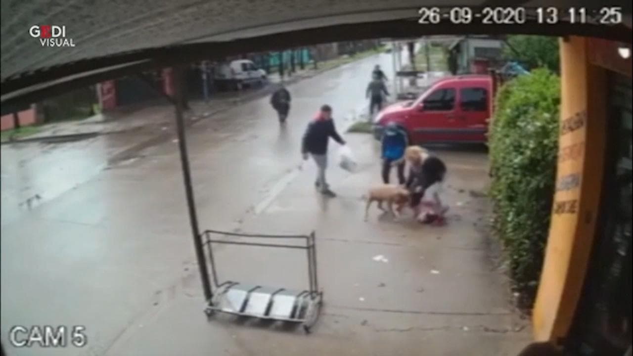 Buenos Aires, pitbull aggredisce una bambina: per staccarlo ci vogliono dieci persone