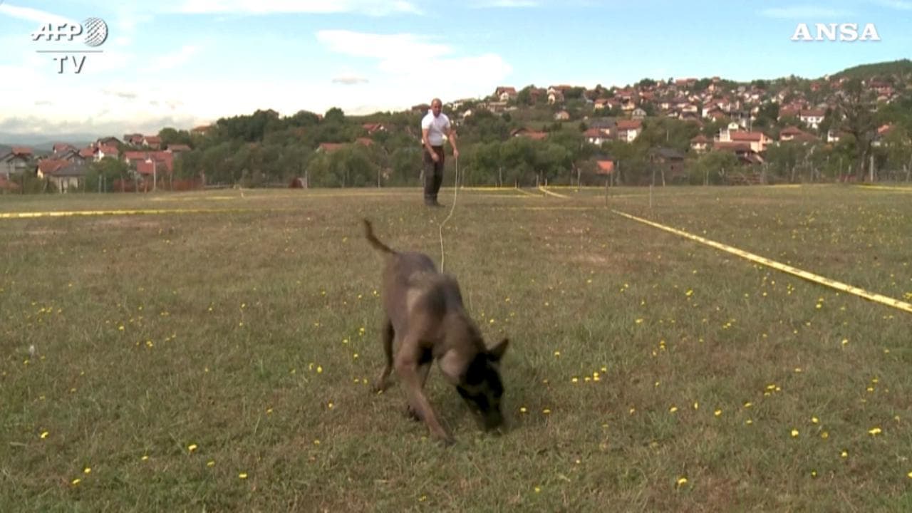Bosnia, ecco come vengono addestrati i cani antimine: si siedono quando fiutano l'esplosivo