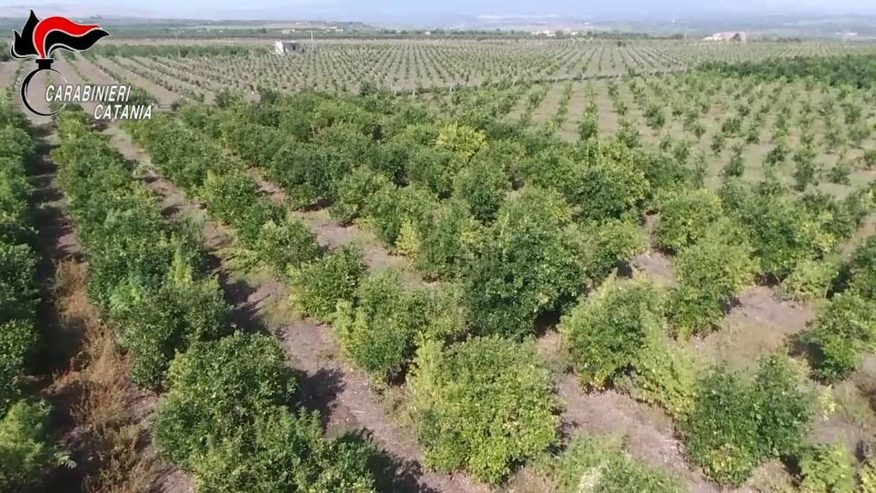 Catania, confiscata maxi piantagione di marijuana: 2.400 piante sequestrate