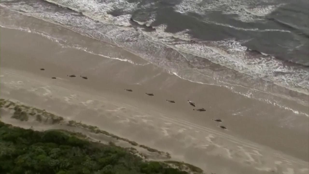 Tasmania, balene spiaggiate in massa sulla costa: la corsa per salvarle