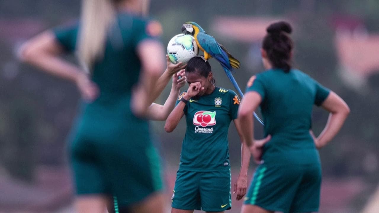 Brasile, il pappagallo va allo stadio. E atterra sulle giocatrici