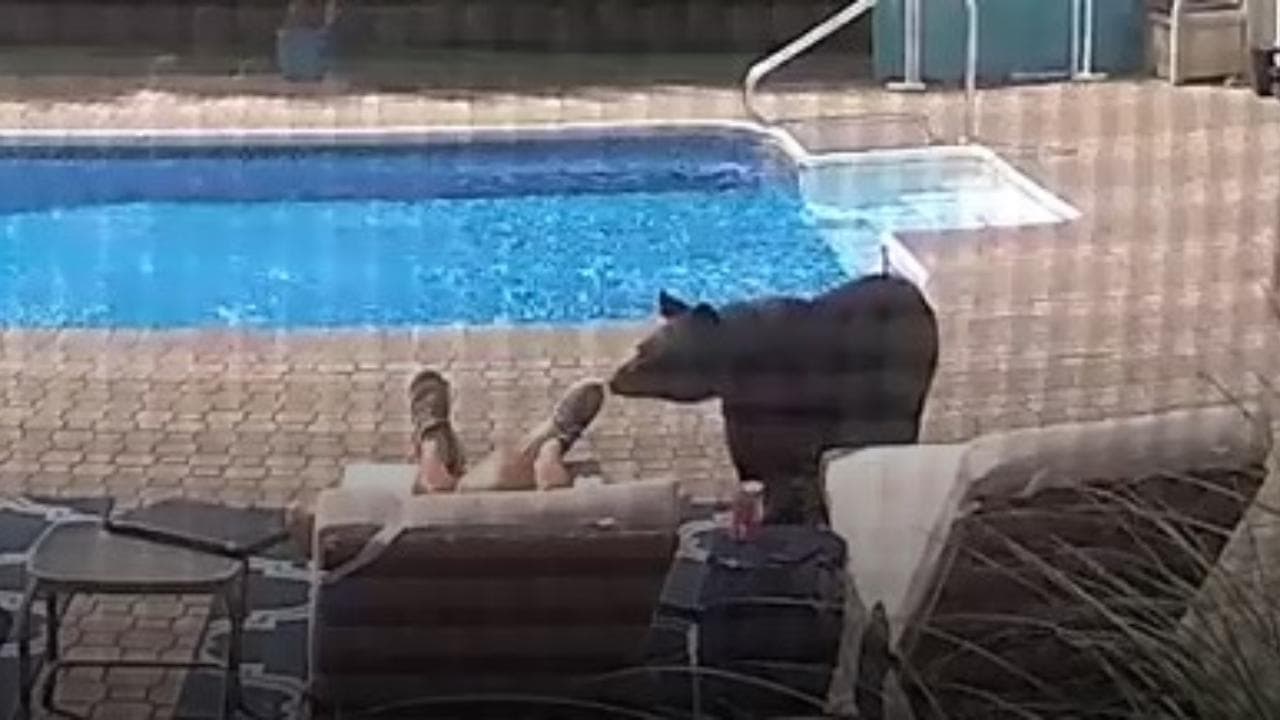 Dorme sul lettino in piscina, apre gli occhi e vede un orso che gli tocca il piede