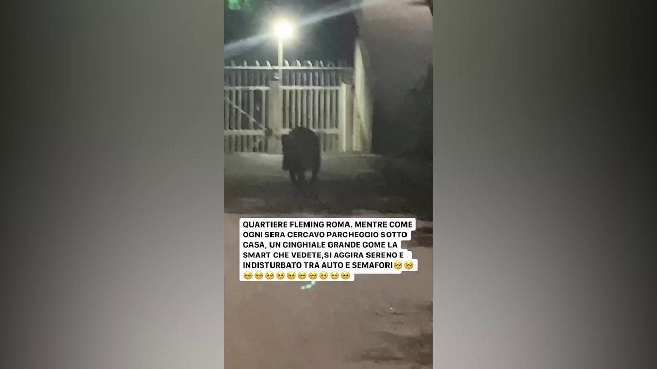 Rudy Zerbi, lo strano incontro sotto casa con un cinghiale: "Me la sono vista brutta?"