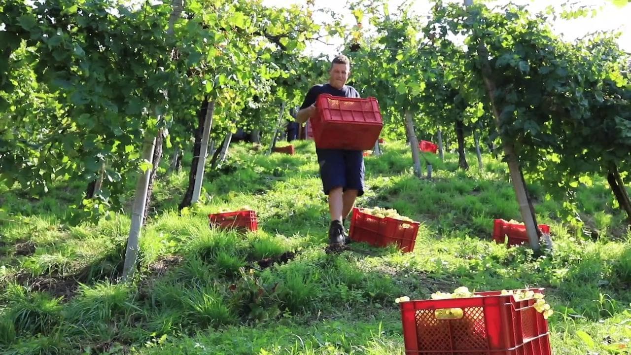 Nel trevigiano si rinnova il rito della vendemmia eroica: "Il Covid non ha fermato il prosecco"