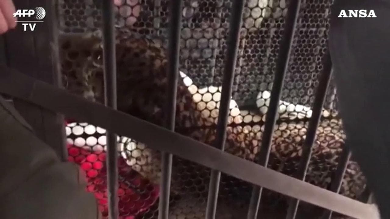 Brasile, giaguaro salvato dall'incendio con l'elicottero: il felino ha le zampe bruciate