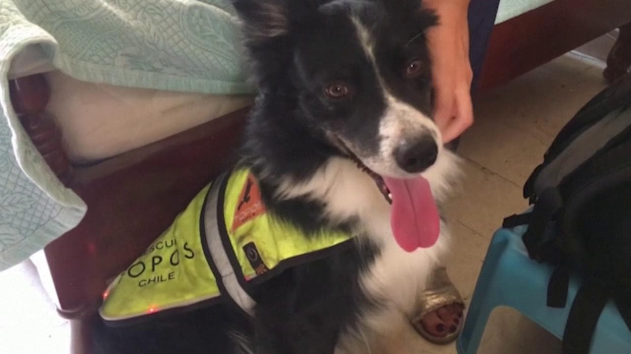 Flash, il cane che ha fatto ripartire le ricerche tra le macerie a Beirut