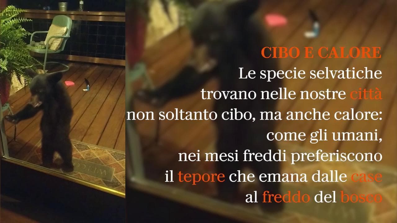 Mamme e cuccioli a casa nostra: nessun assalto, sono "animali opportunisti". Ecco perché