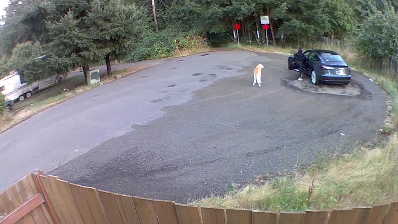 Adottato il labrador abbandonato dalla padrona nel bosco: il video in cui il cane viene lasciato solo