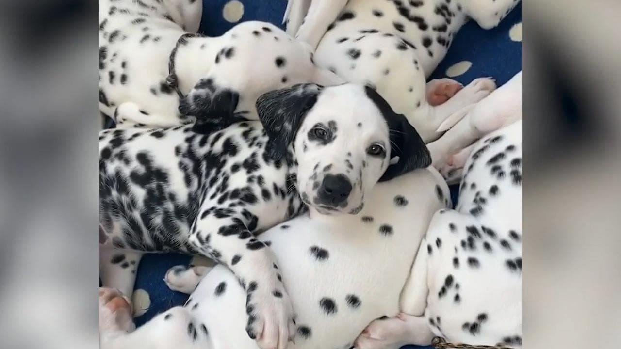 Come Lucky nella 'Carica dei cento e uno': cucciolo di dalmata salvato dalla padrona