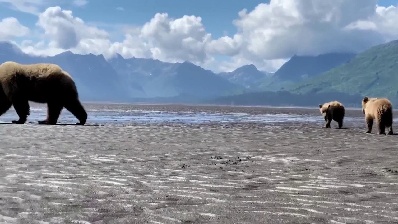 Alaska, la sorpresa in riva al lago: orsa e cuccioli scavano in cerca di vongole