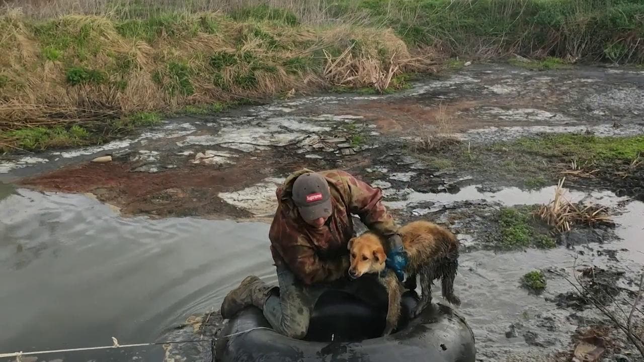 Russia, un cane resta intrappolato nel fango: l'ingegnosa trovata per metterlo in salvo