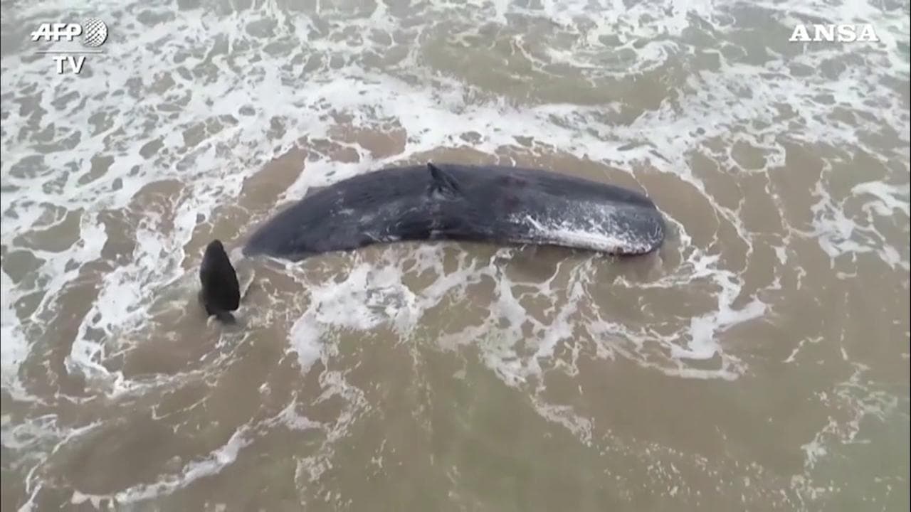 Argentina, capodoglio si spiaggia sulla costa a Santa Clara del Mar: i soccorritori non riescono a salvarlo