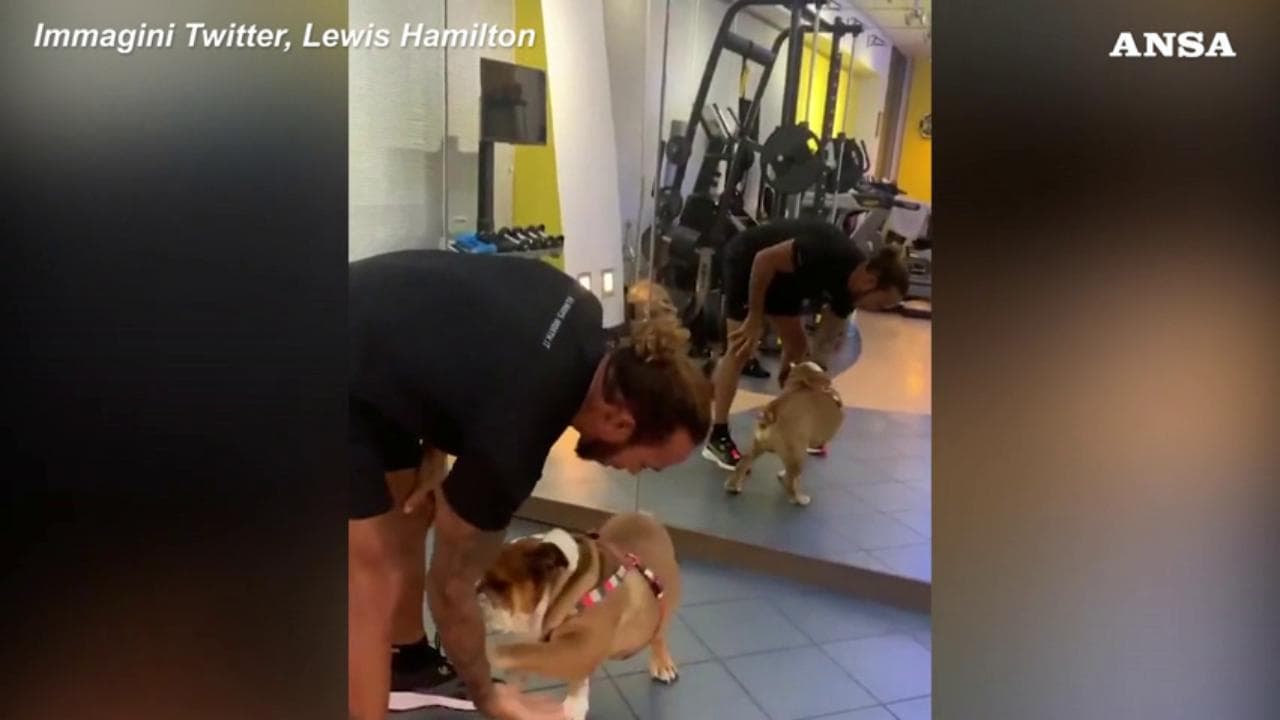 Formula uno, Hamilton e l'allenamento con un amico speciale: il partner in palestra è il suo cane